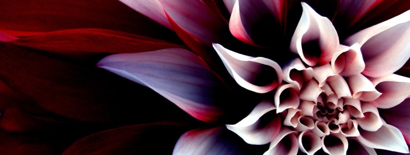 Сочетание белого и красного в георгинах