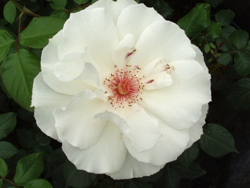 Біла троянда, що розпустилася