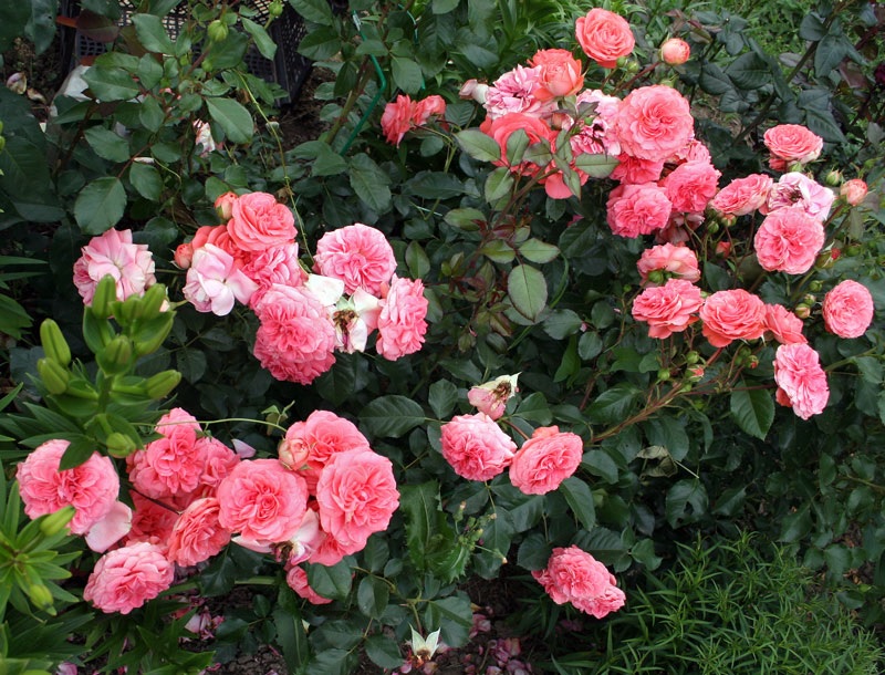 Рожеві кущі пишноквітучої троянди