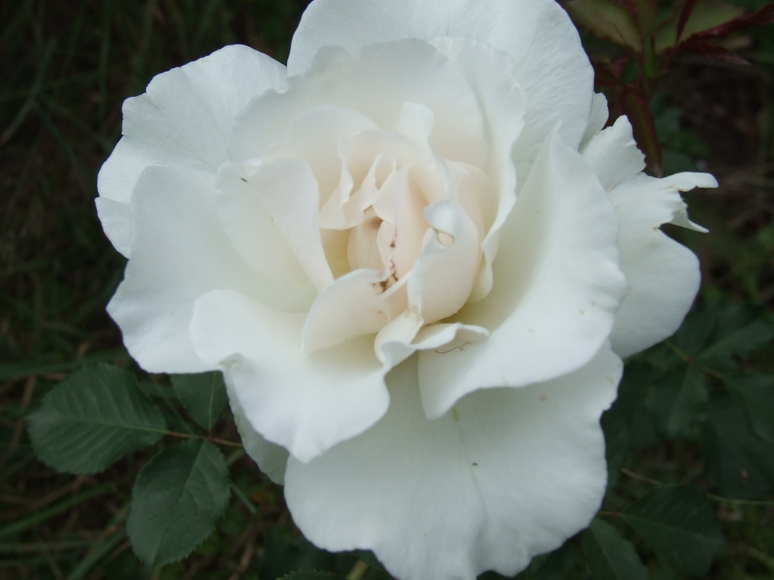 Білі пелюстки витонченої троянди