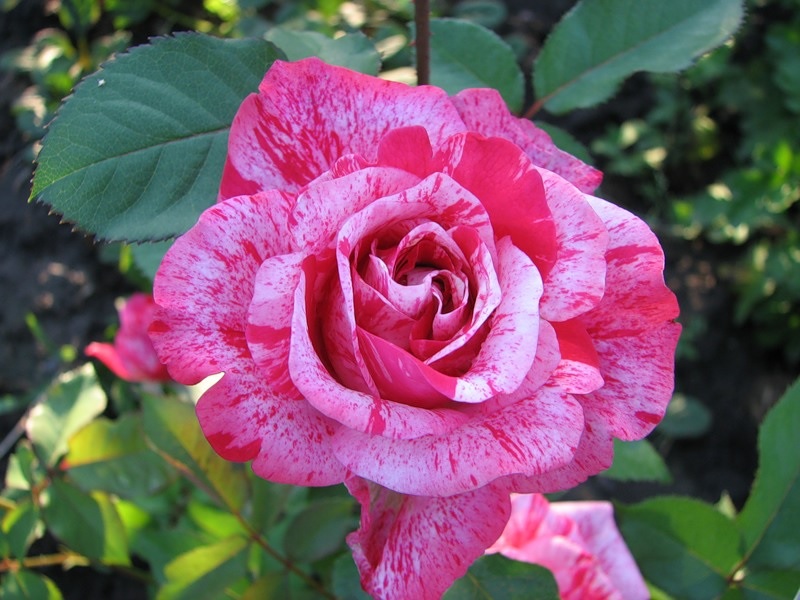 Оригінальне забарвлення троянди флорибунда