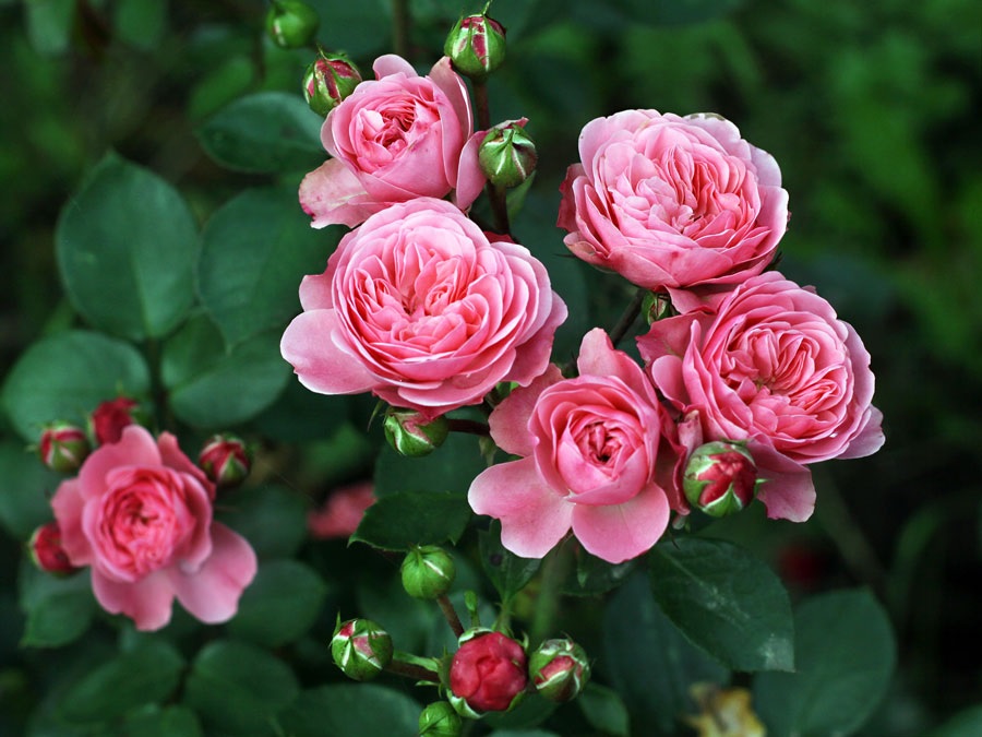 Ніжно-рожеві квіти троянд