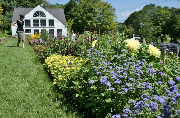 Агератум в ландшафтном дизайне