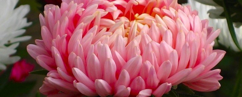 Крупноцветковая розовая астра