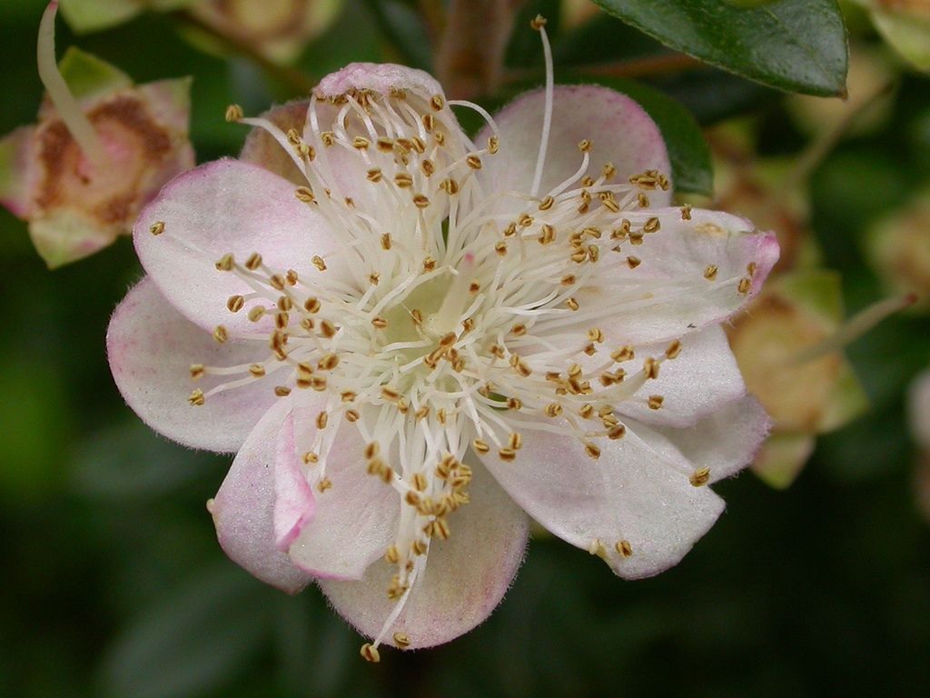 Розоватый цветок мирта