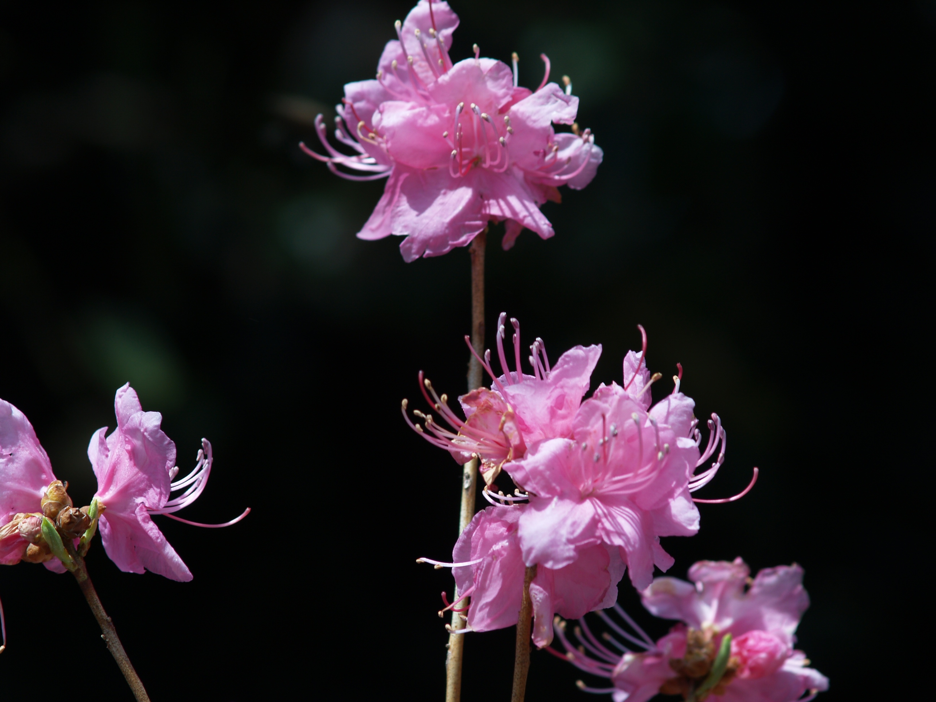 Нежно-розовый рододендрон
