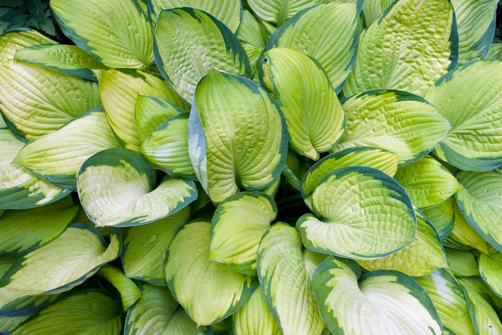 Желтые листья хосты