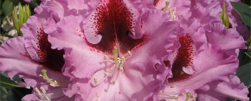 Шикарное соцветие рододендрона