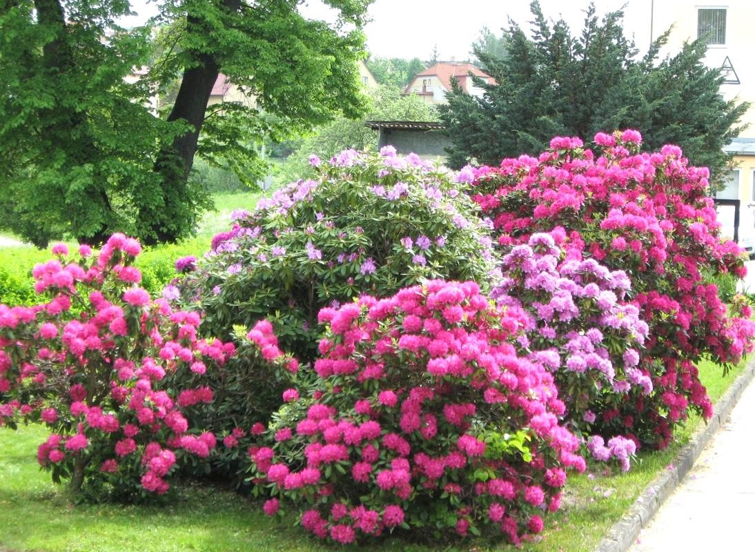 Декоративный кустарники морозостойкие фото и названия. Рододендрон куст. Рододендрон спирея. Цветущий куст рододендрон.