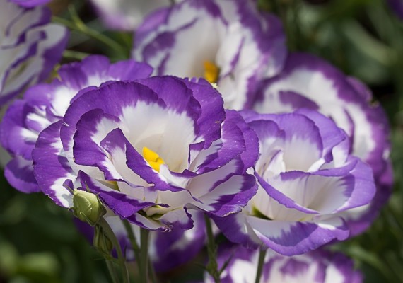 Эустомы: 100 ярких фото, выращивание в домашних условиях