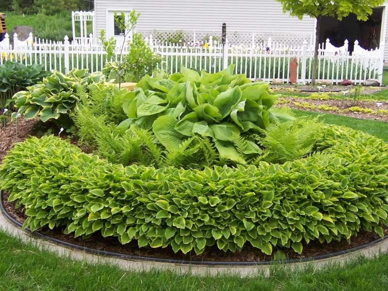 Композиция из хосты на клумбе