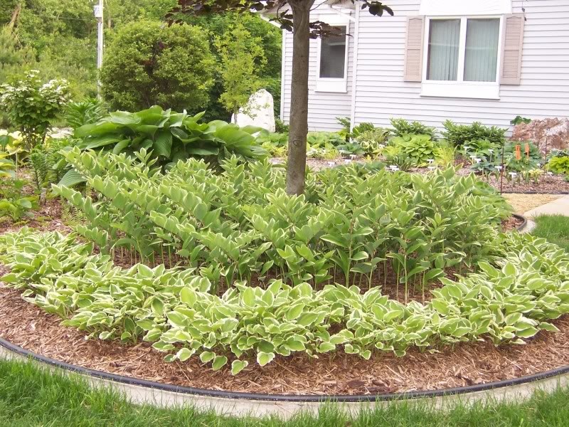 Клумба с хостами