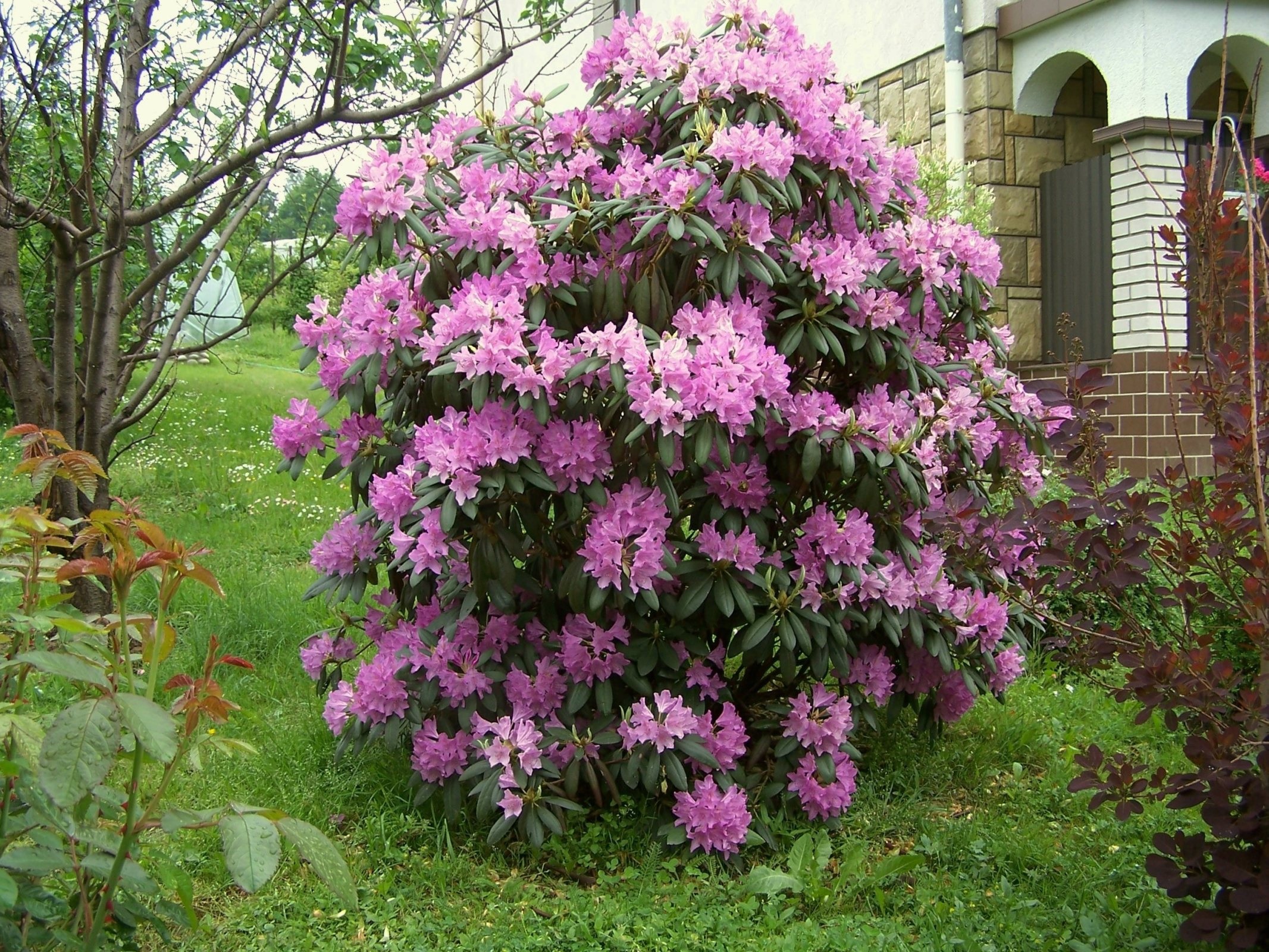 Цветущие кустарники зимостойкие названия фото. Рододендрон Roseum elegans. Рододендрон кэтевбинский. Рододендрон катевбинский грандифлорум.