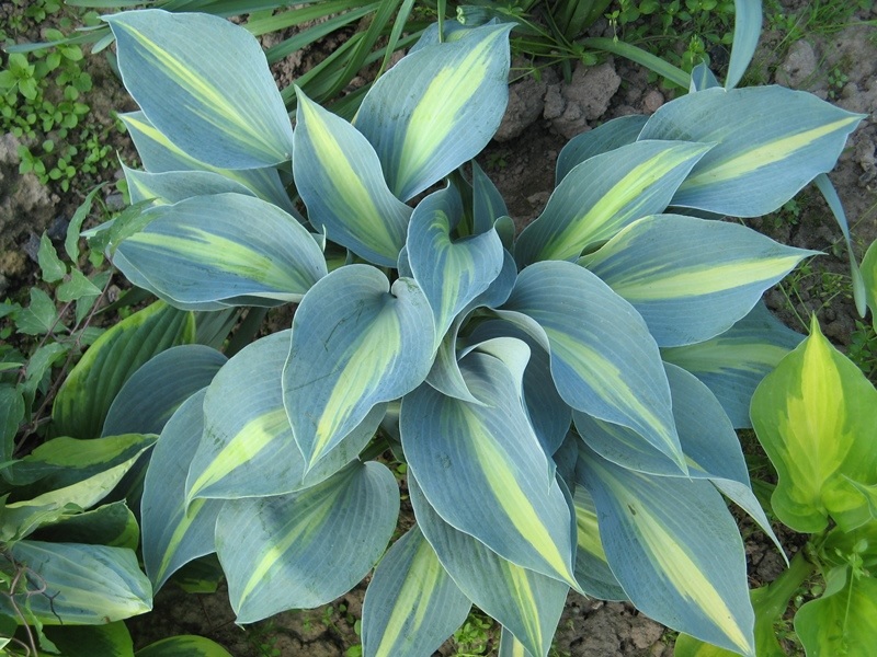 Желтая полоса на листьях хоста