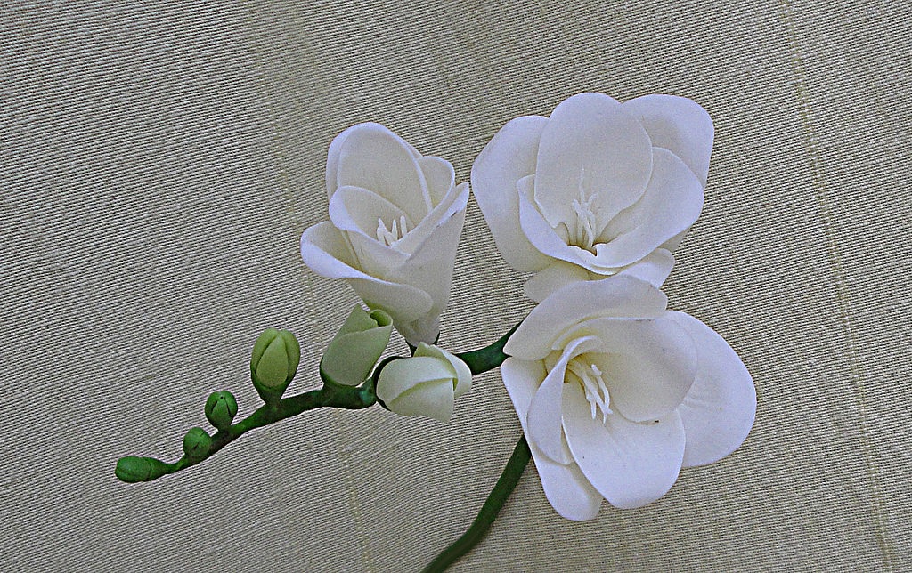 Веточка белых цветов фрезии