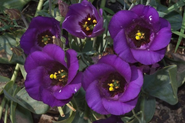 Темно-фиолетовые цветы эустомы