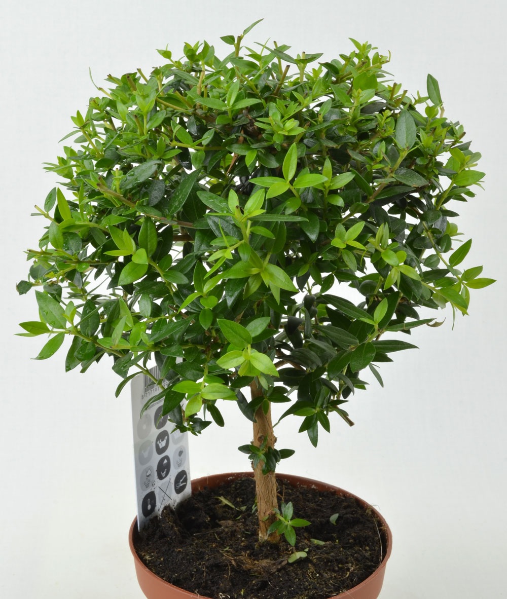 мирт (миртовое дерево). мирт цветок. мирт дерево комнатное. мирт штамбовый. мирт цветок.