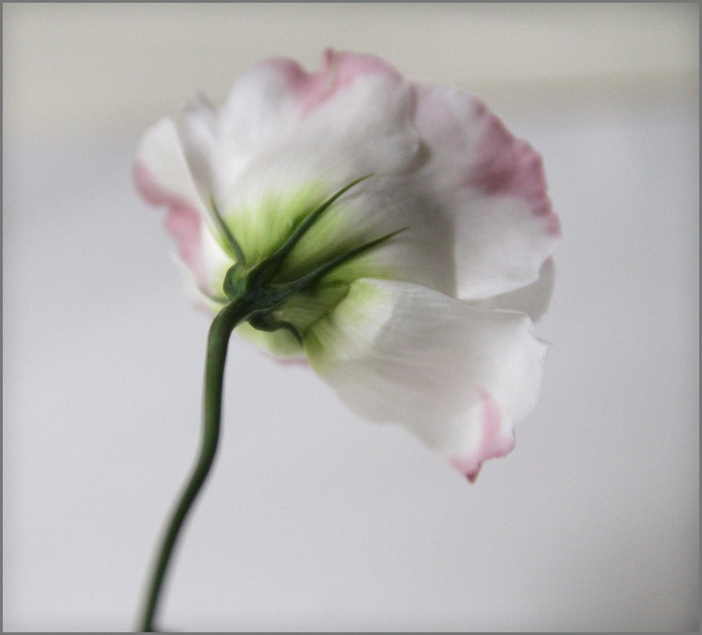 Цветок лизиантуса сбоку