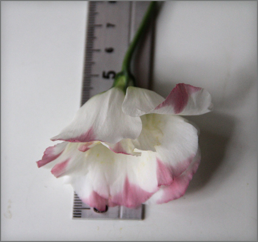 Размер цветка лизиантуса