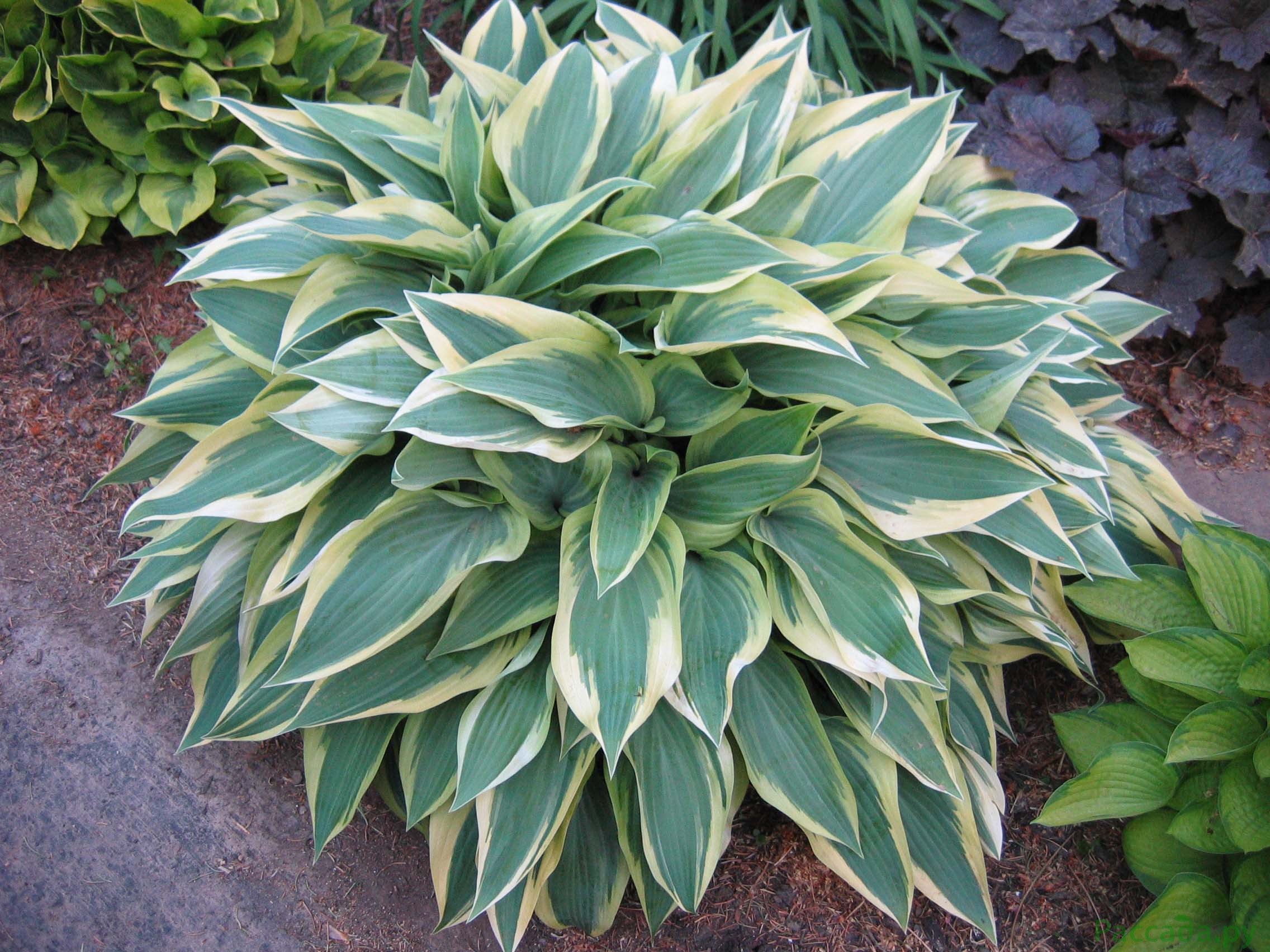 Удлиненные листья на кусте хосты