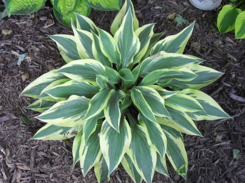 Куст хосты с удлиненными листьями