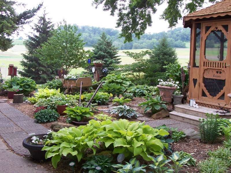 Хоста в ландшафтном дизайне