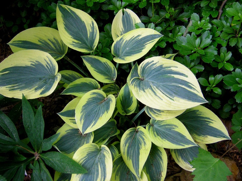 Декоративная хостадля сада