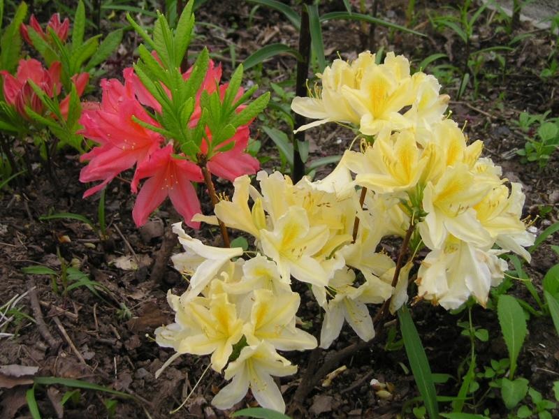 Молодые цветы рододендрона