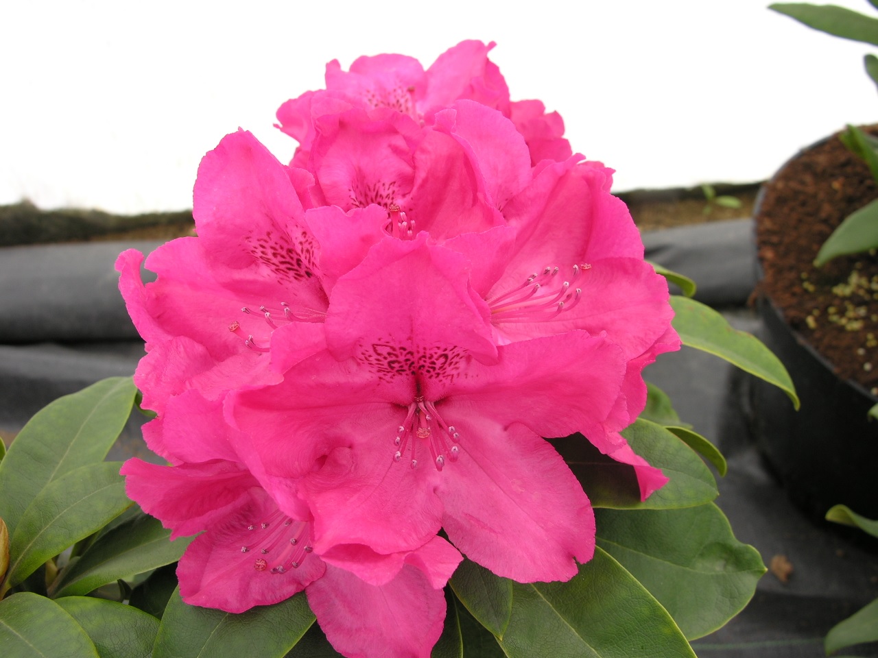 Розовый цветок рододендрона