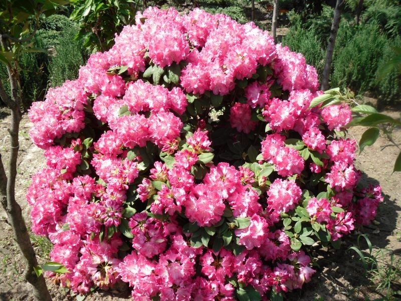 Округлый куст рододендрона