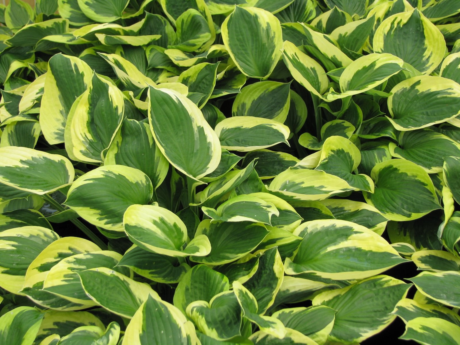 Пышные кусты хосты