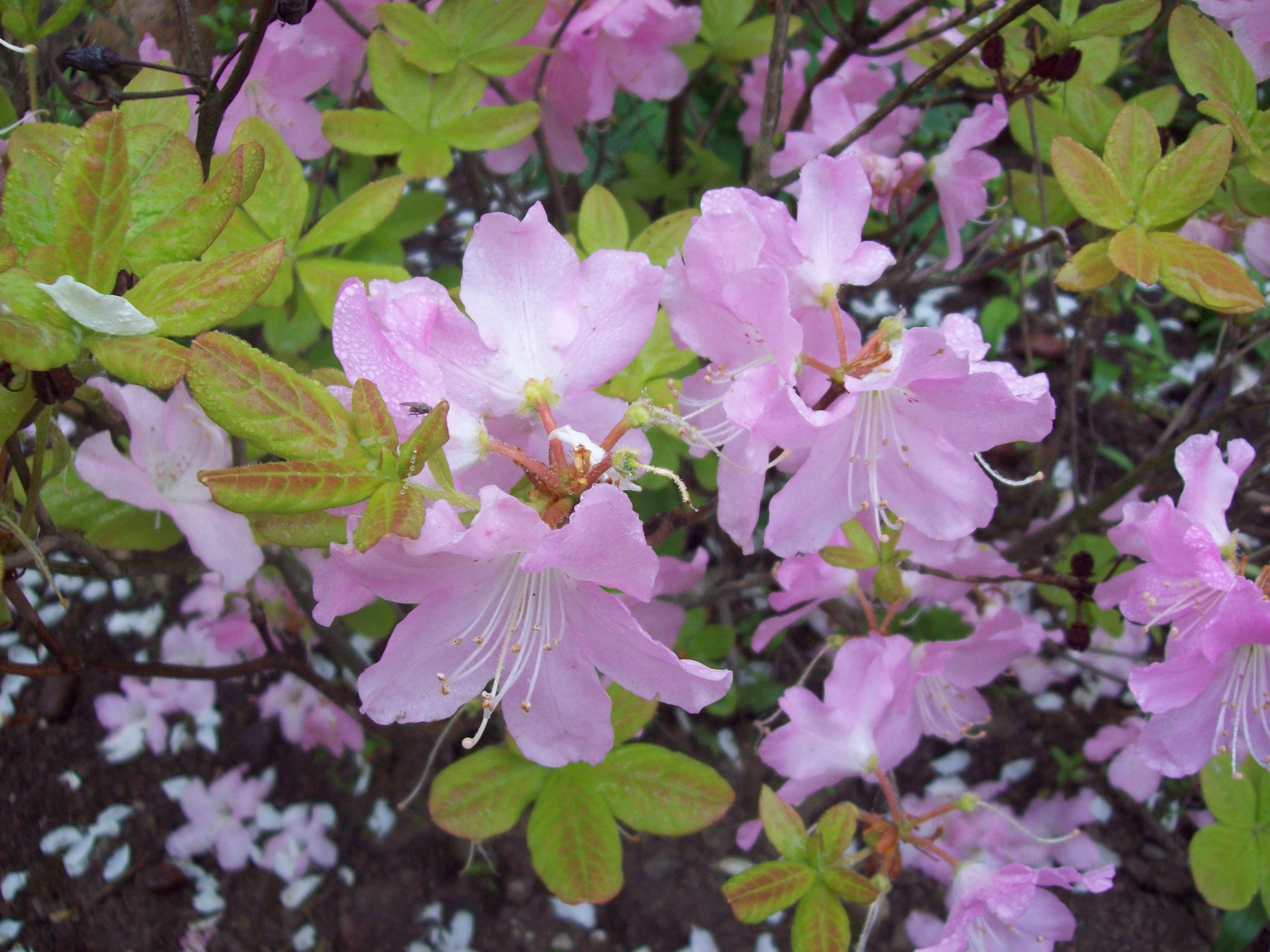 Бледно-розовые цветы рододендрона
