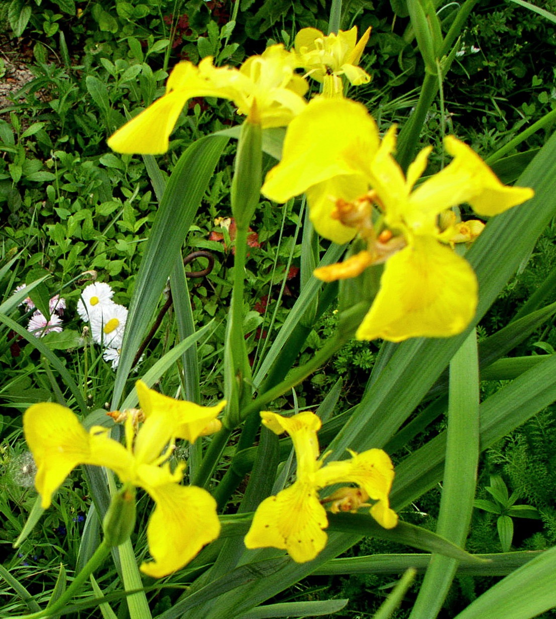 Желтый ирис для сада