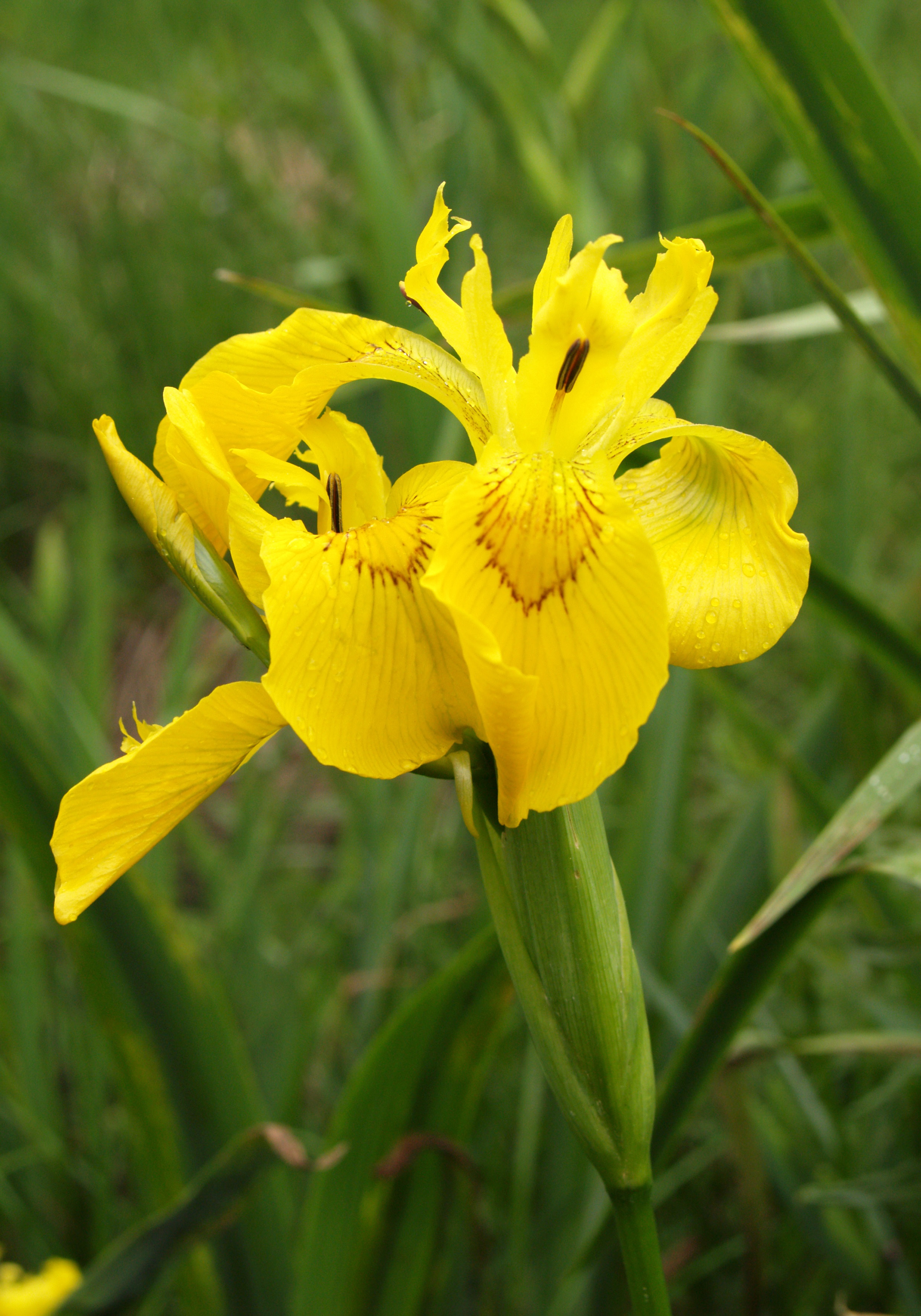Желтый цветок необычного ириса