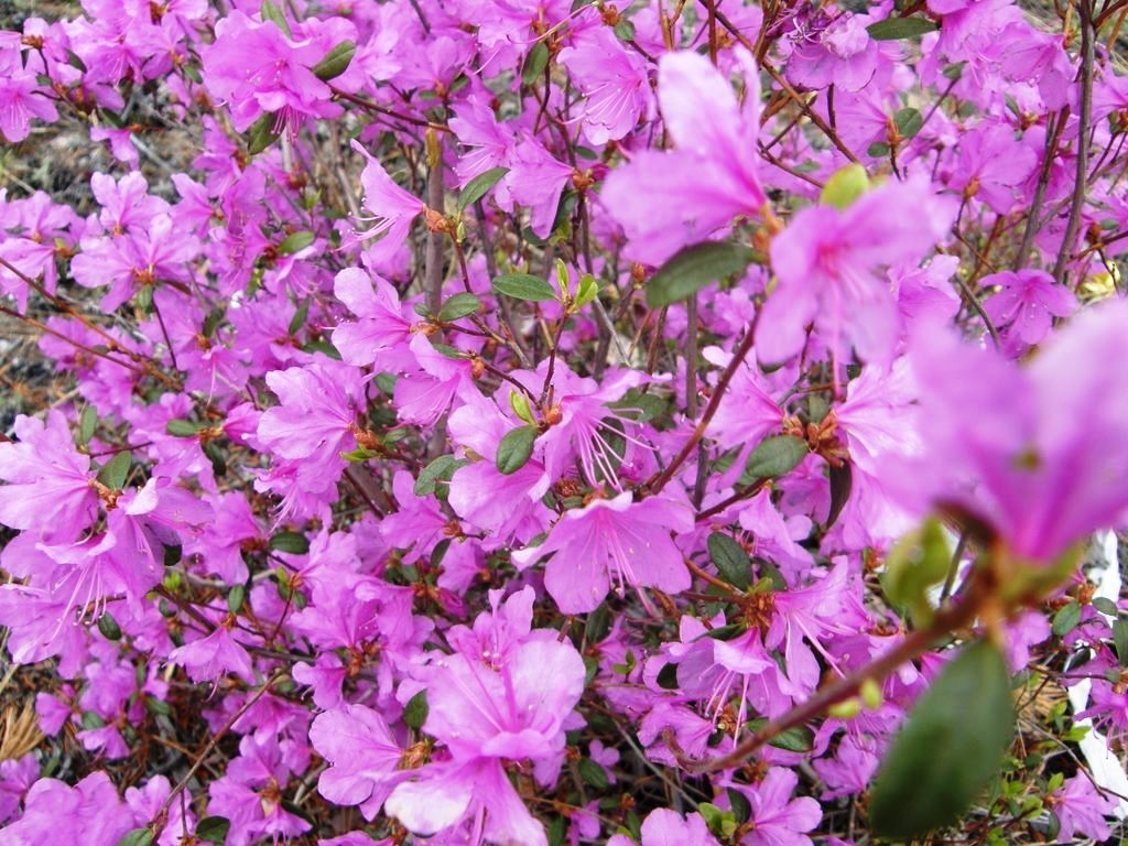 Сиреневые цветы рододендрона