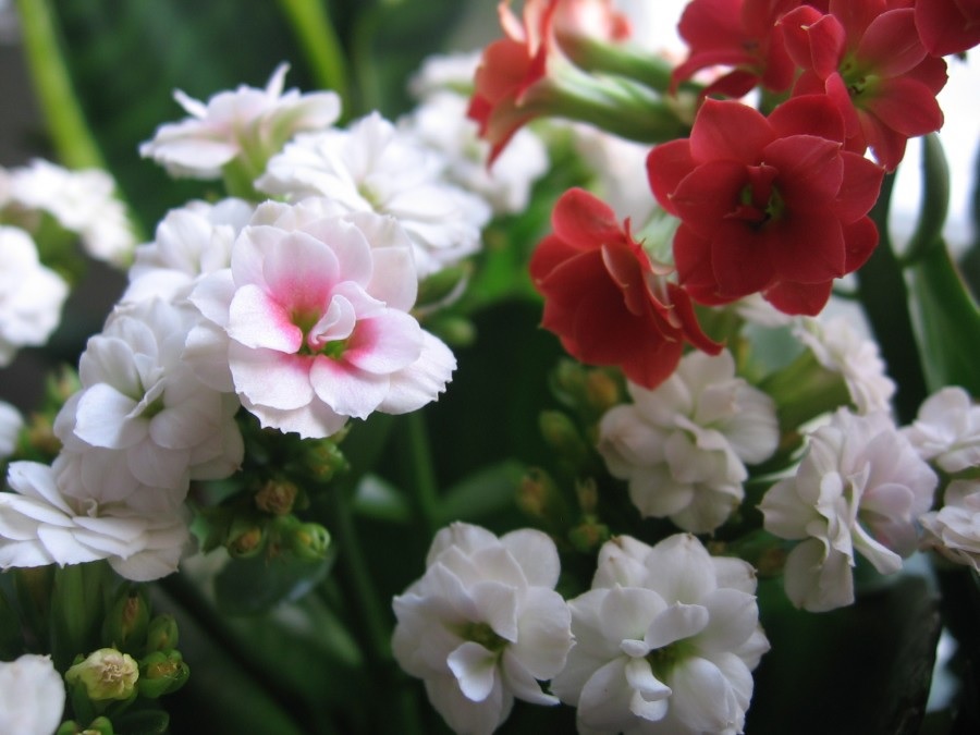 Разнообразные цветы каланхоэ