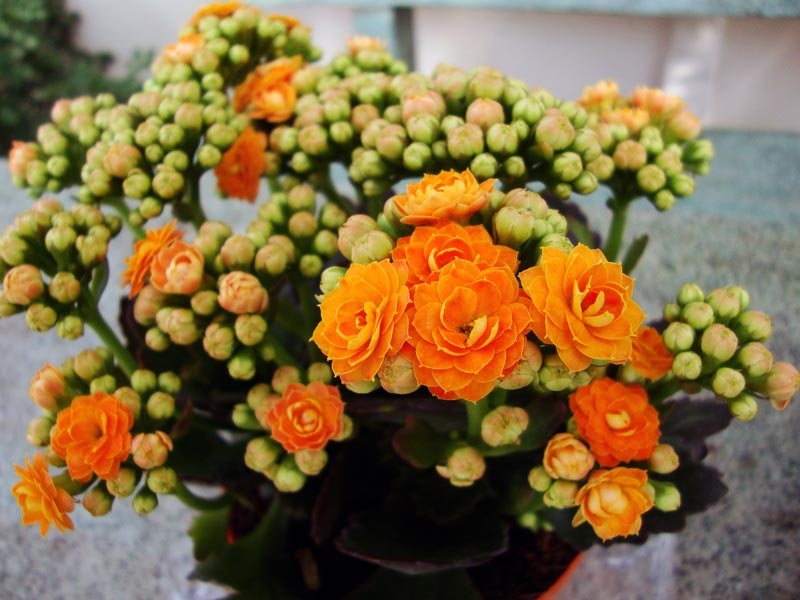 Яскраво-оранжеве цвітіння каланхое