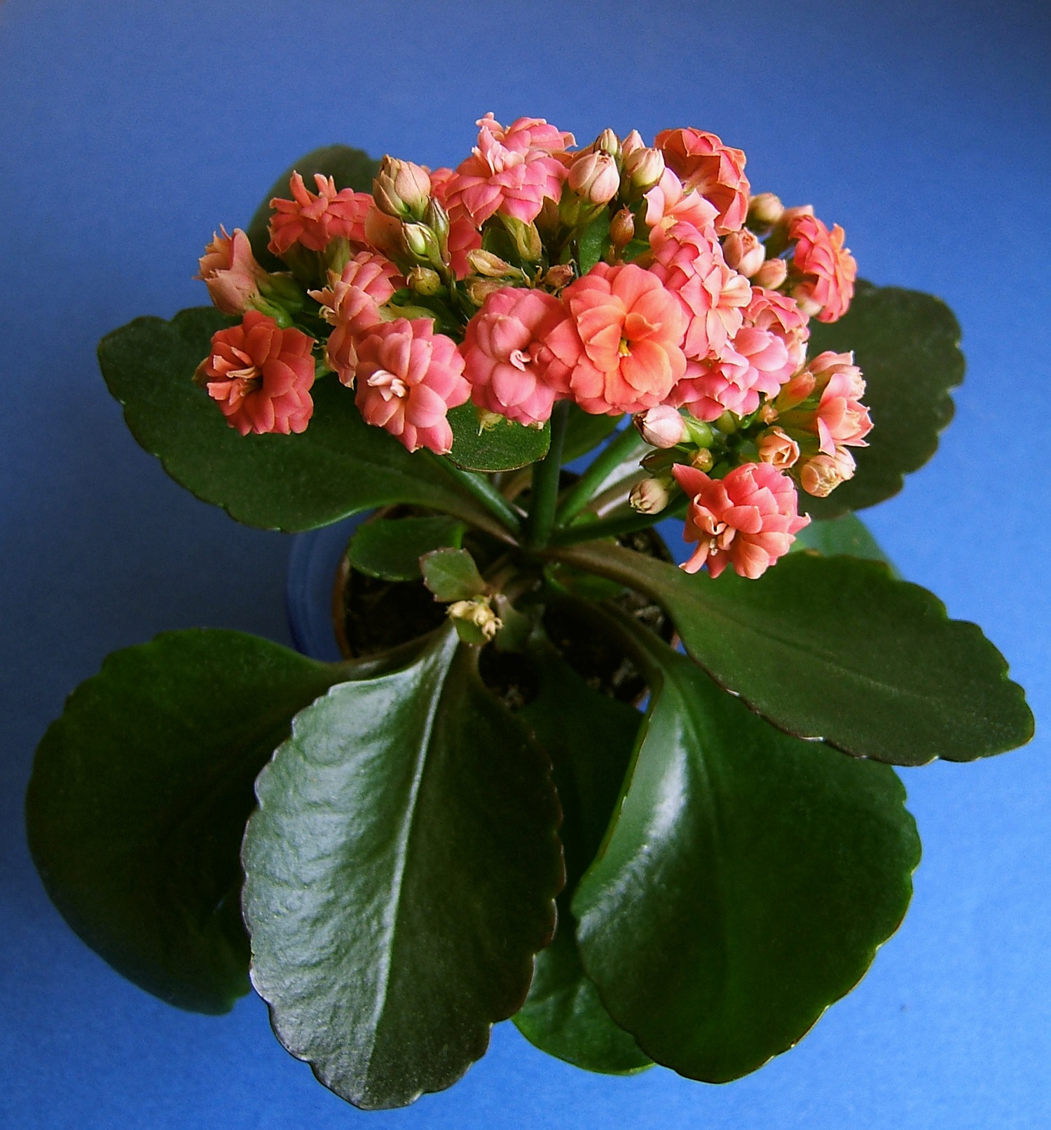Оттенок розового на цветках каланхоэ