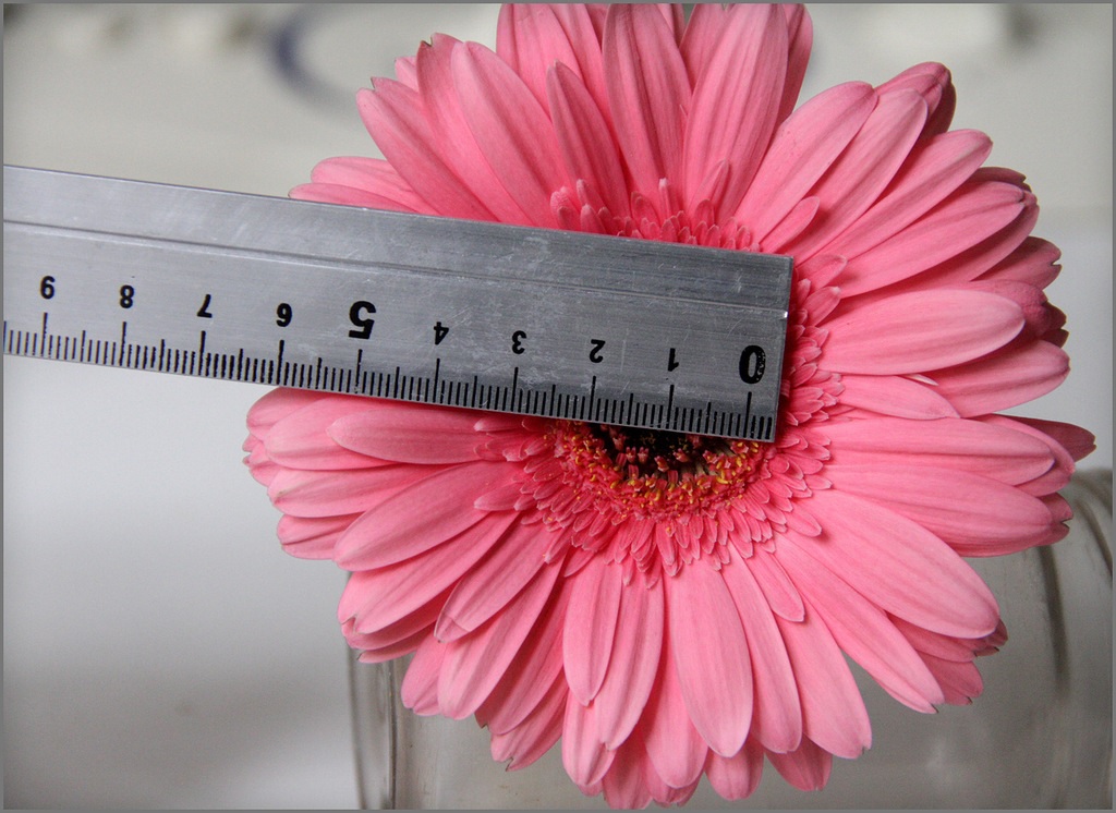 Измерение диаметра цветка герберы