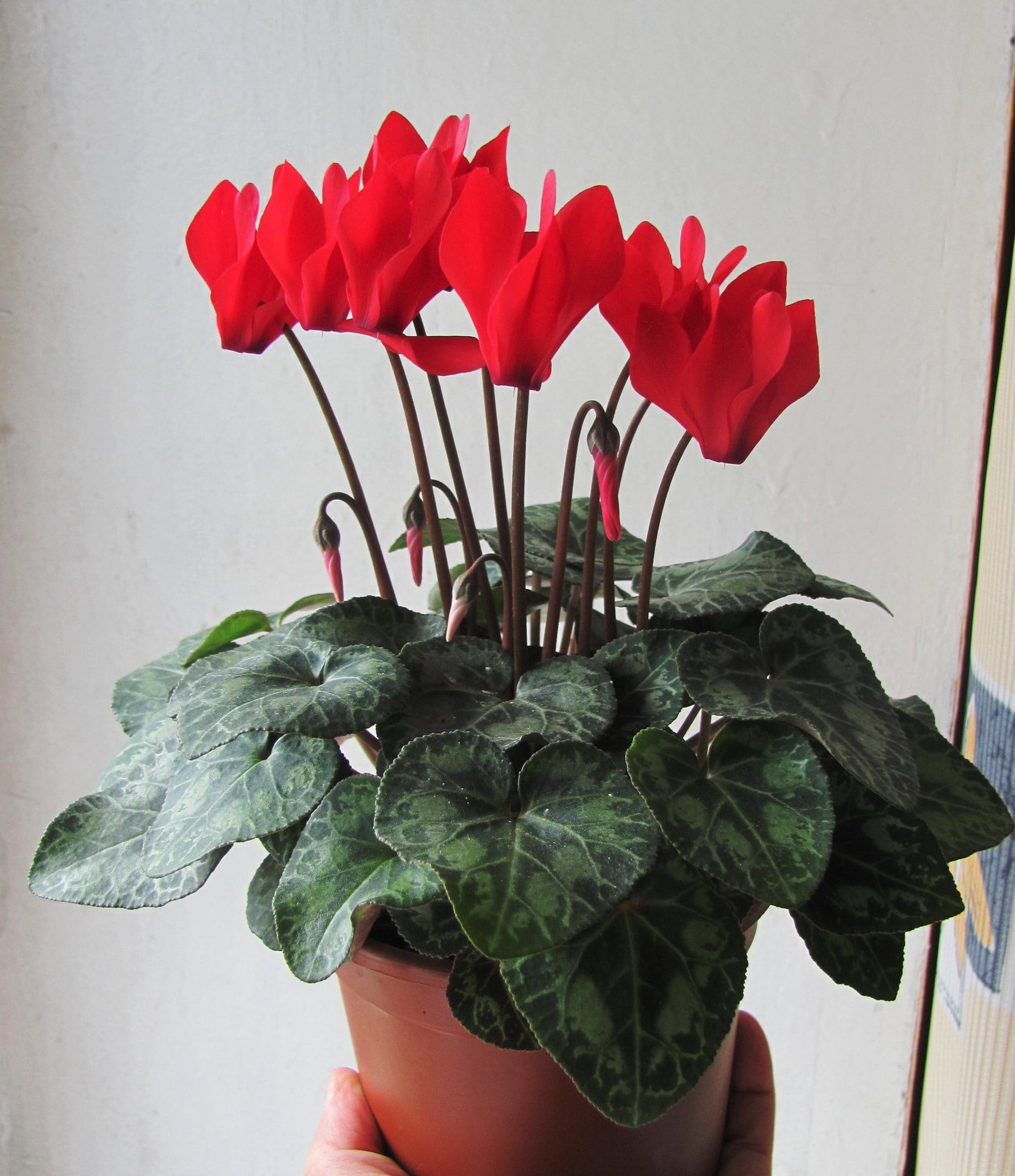 Ярко-красные цветы цикламена