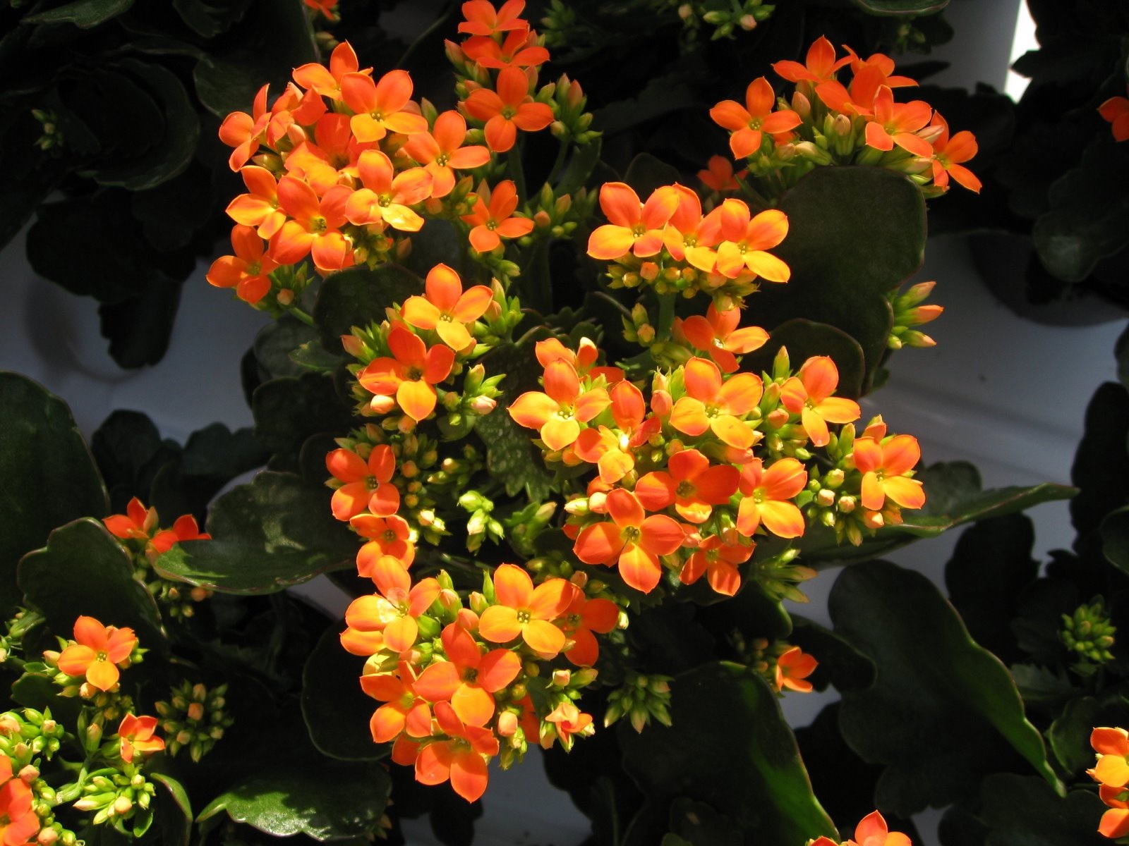 Жовто-оранжеве цвітіння каланхое