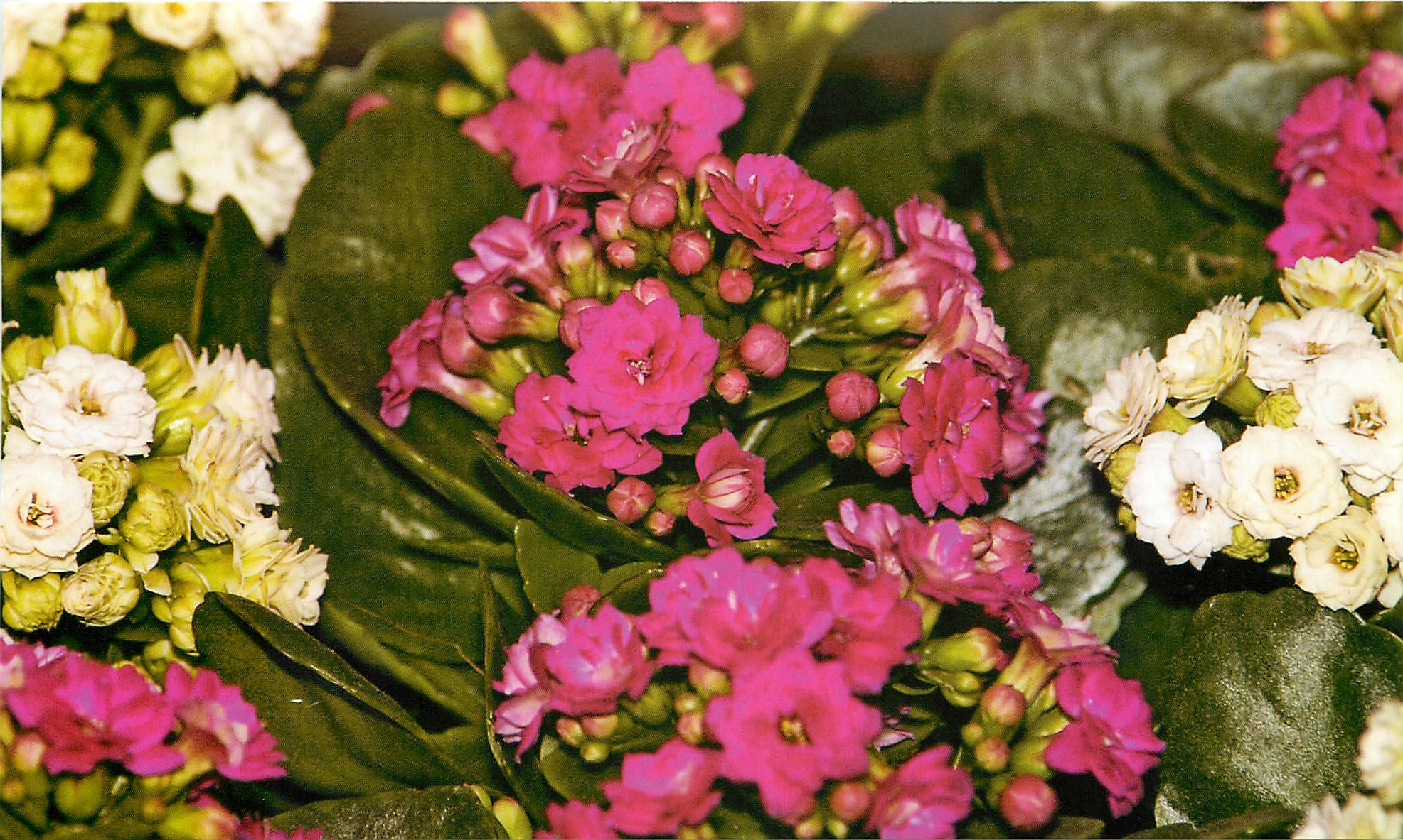 Блідо-рожеві квіти каланхое
