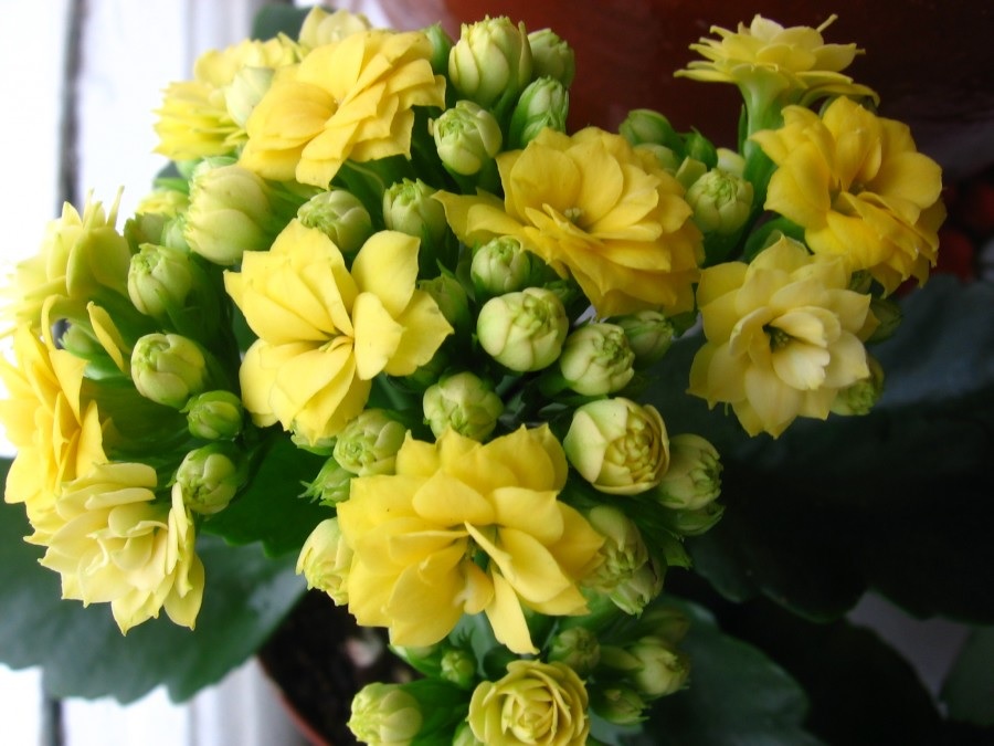 Пышные желтые цветки каланхоэ
