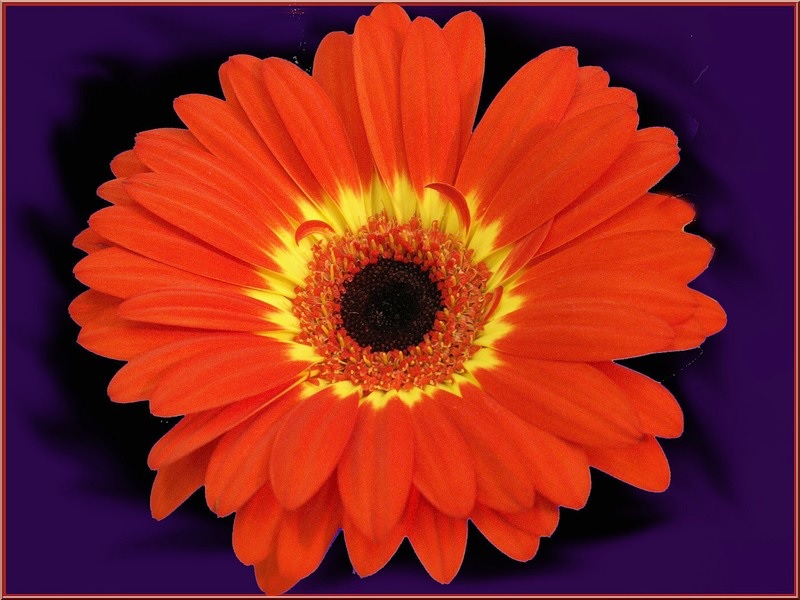 Оранжевый цветок с желтой серединой 