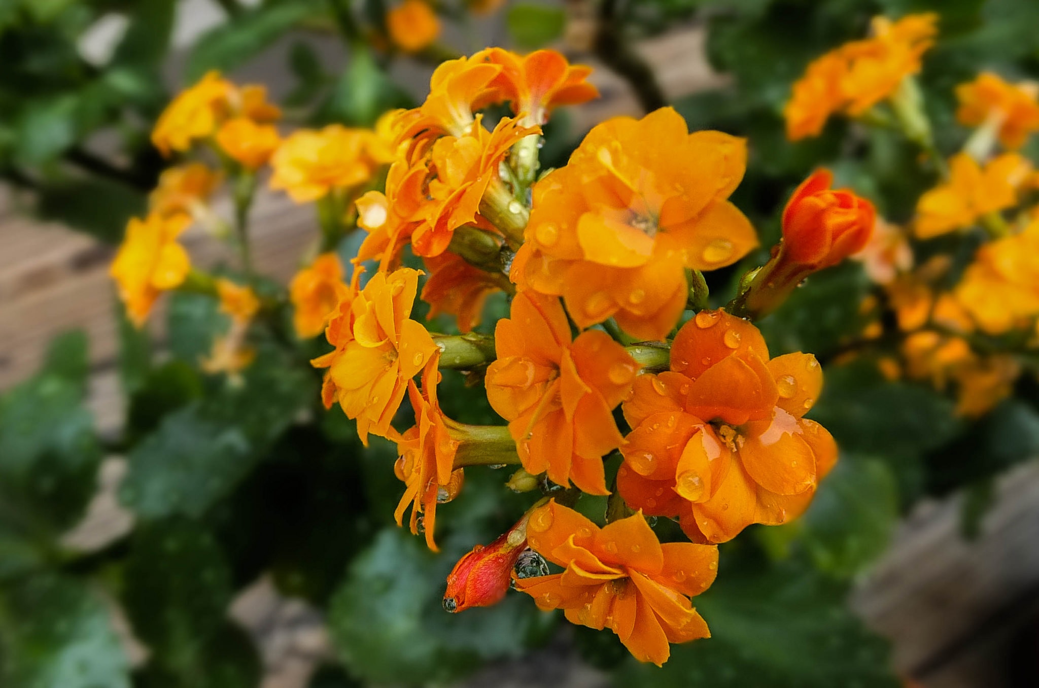 Оранжевые цветы каланхоэ