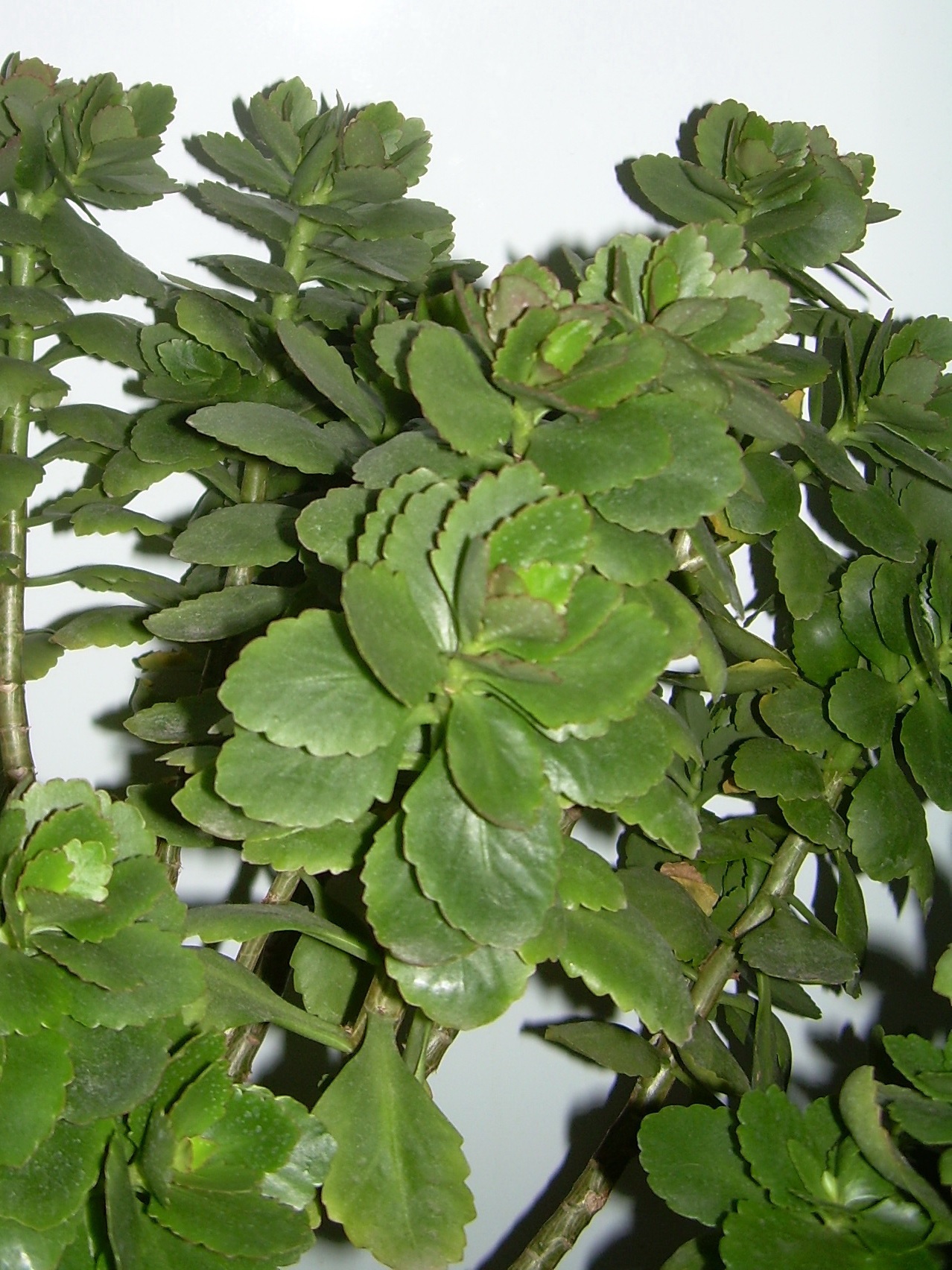 Зелене листя каланхое