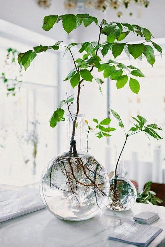 Растения в прозрачных сосудах