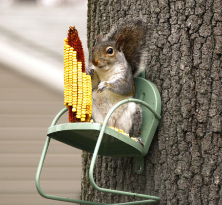 украшения для сада: кормушка для белки