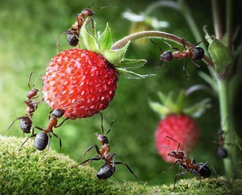 муравьи на даче