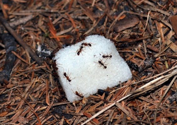 ахар, пропитанный борной кислотой против муравьев